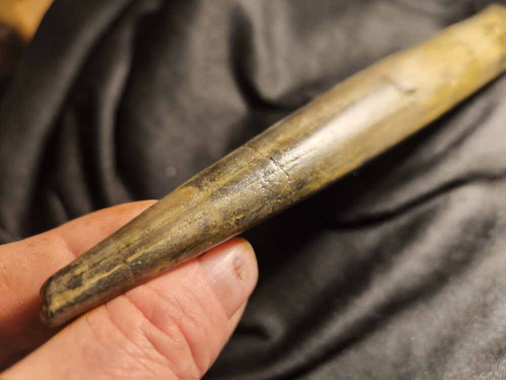 Megateuthis ellipticus, Toperhaltung, Dogger, Aichelberg, Autobahnbau  * reserviert *