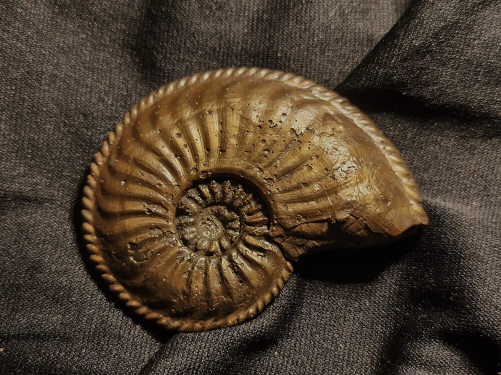 Amaltheus margaritatus in Toperhaltung, Lias, Zell unterm Aichelberg  * reserviert *