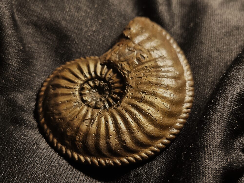 Amaltheus margaritatus in Toperhaltung, Lias, Zell unterm Aichelberg  * reserviert *