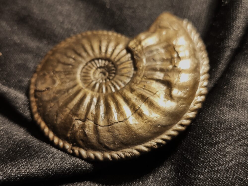 Amaltheus margaritatus in Toperhaltung, Lias, Zell unterm Aichelberg  * reserviert *