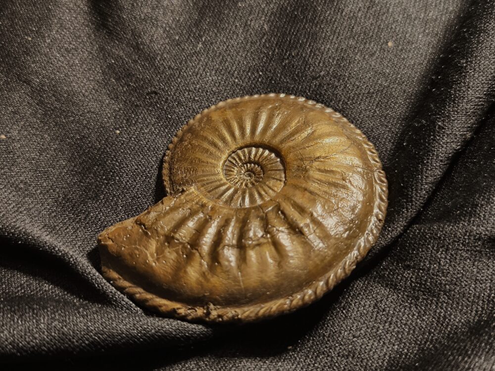 Amaltheus margaritatus in Toperhaltung, Lias, Zell unterm Aichelberg  * reserviert *