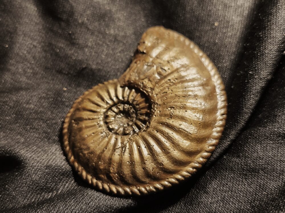 Amaltheus margaritatus in Toperhaltung, Lias, Zell unterm Aichelberg  * reserviert *