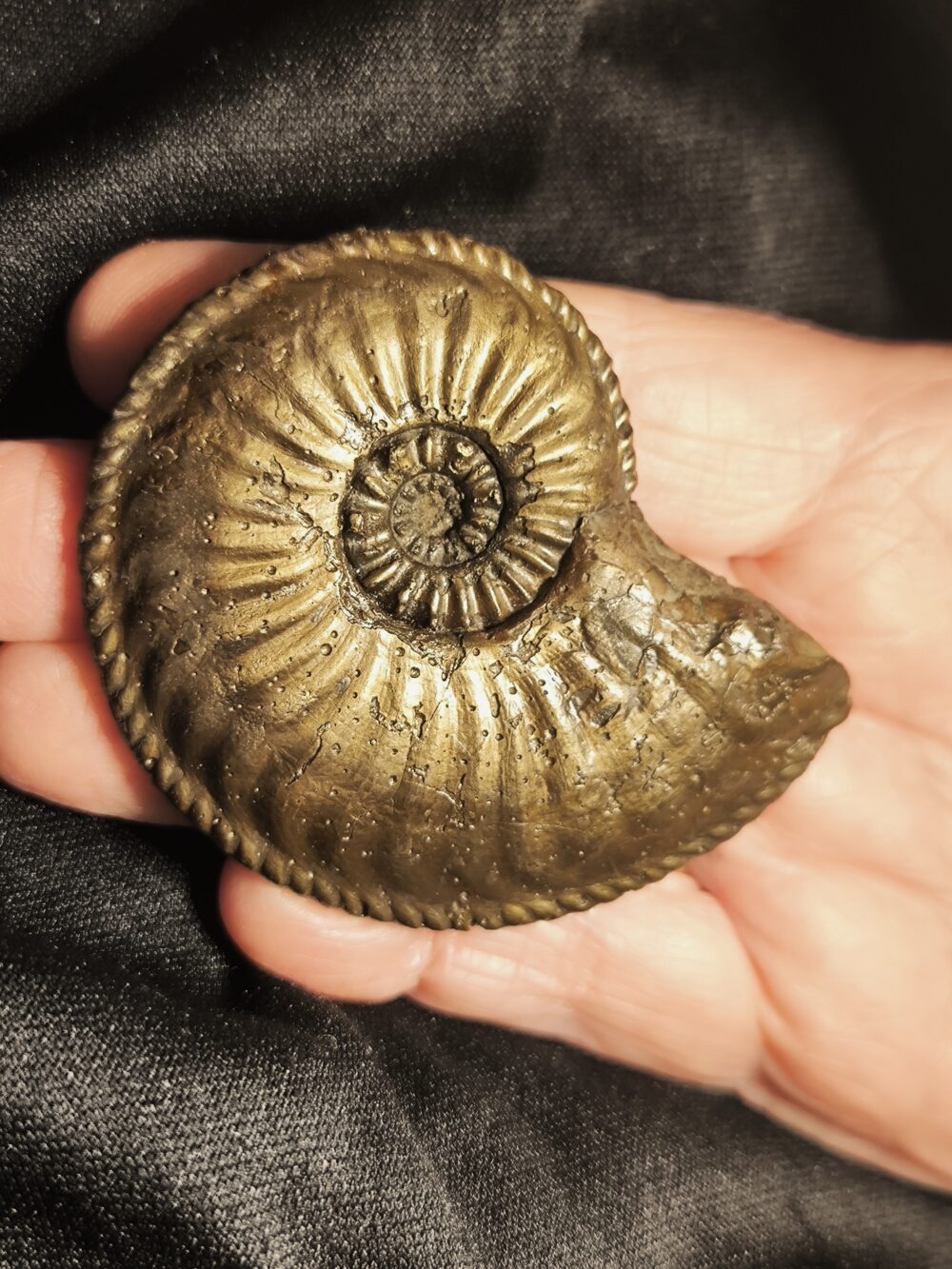 Amaltheus margaritatus in Toperhaltung, Lias, Zell unterm Aichelberg  * reserviert *