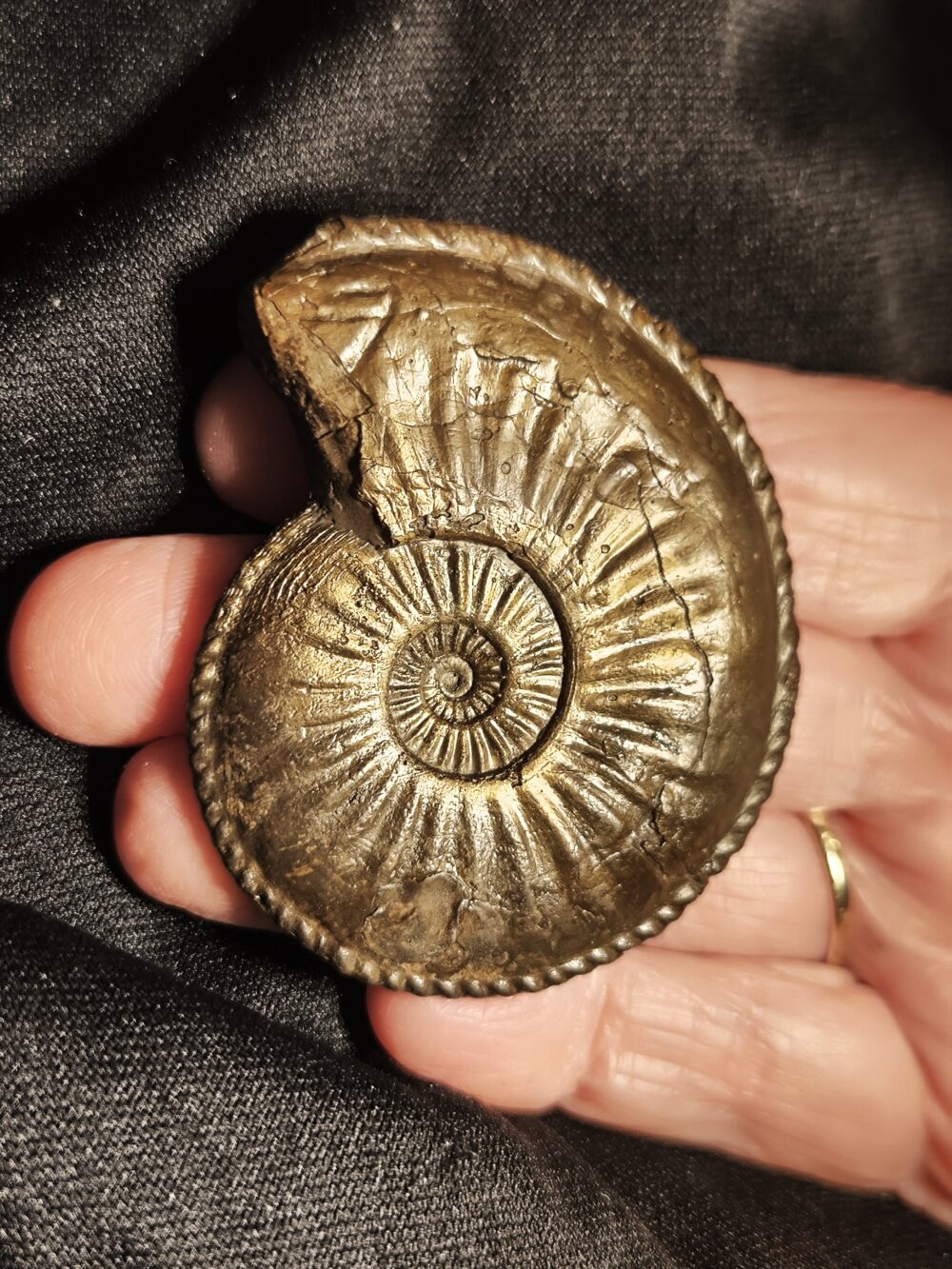 Amaltheus margaritatus in Toperhaltung, Lias, Zell unterm Aichelberg