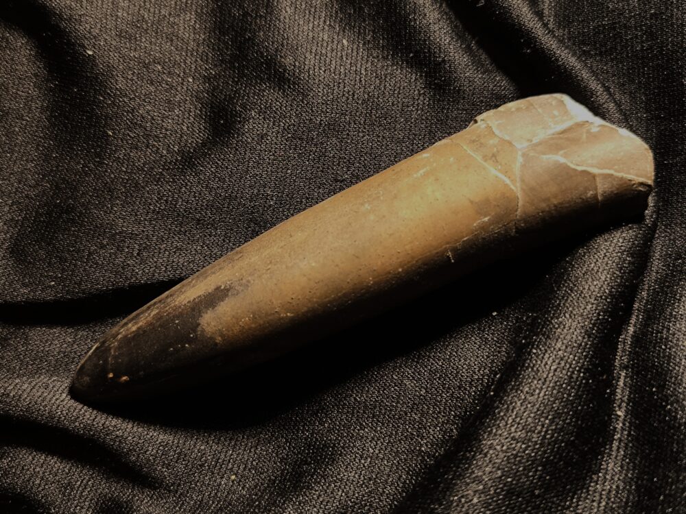 Belemnit, Dactyloteuthis irregullaris,sehr groß, Lias, Göppingen  * reserviert *