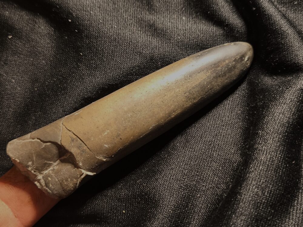 Belemnit, Dactyloteuthis irregullaris,sehr groß, Lias, Göppingen  * reserviert *