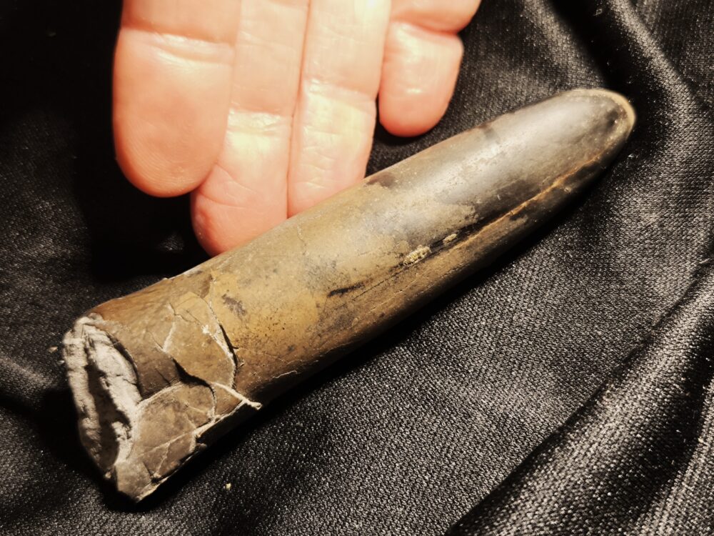 Belemnit, Dactyloteuthis irregullaris,sehr groß, Lias, Göppingen