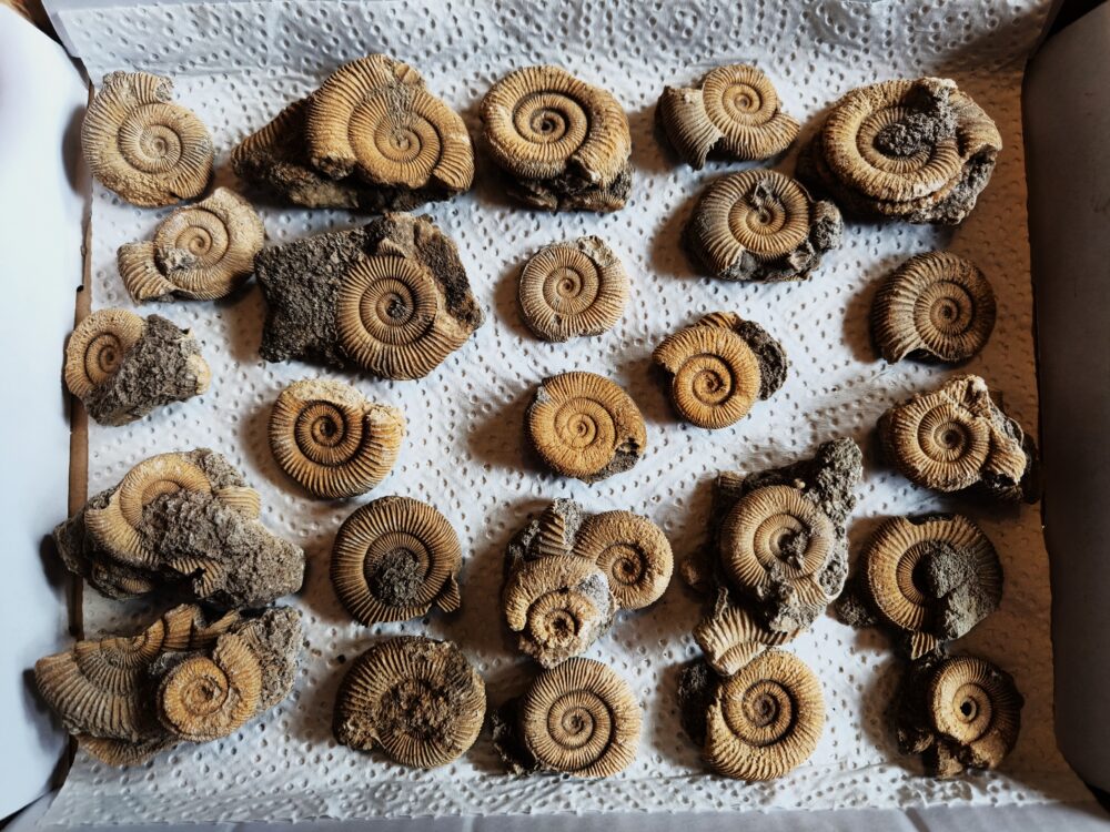 Kiste mit 25 Schlaifhausenammoniten der Gattung Dactylioceras