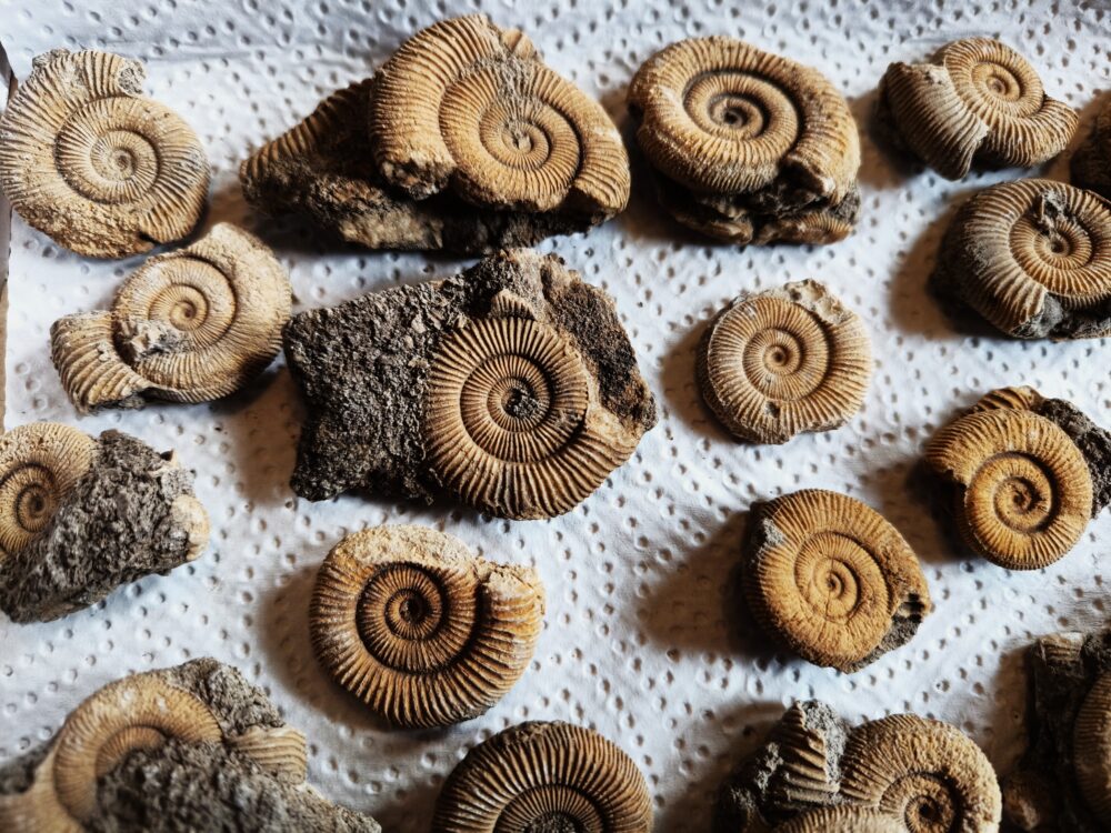 Kiste mit 25 Schlaifhausenammoniten der Gattung Dactylioceras