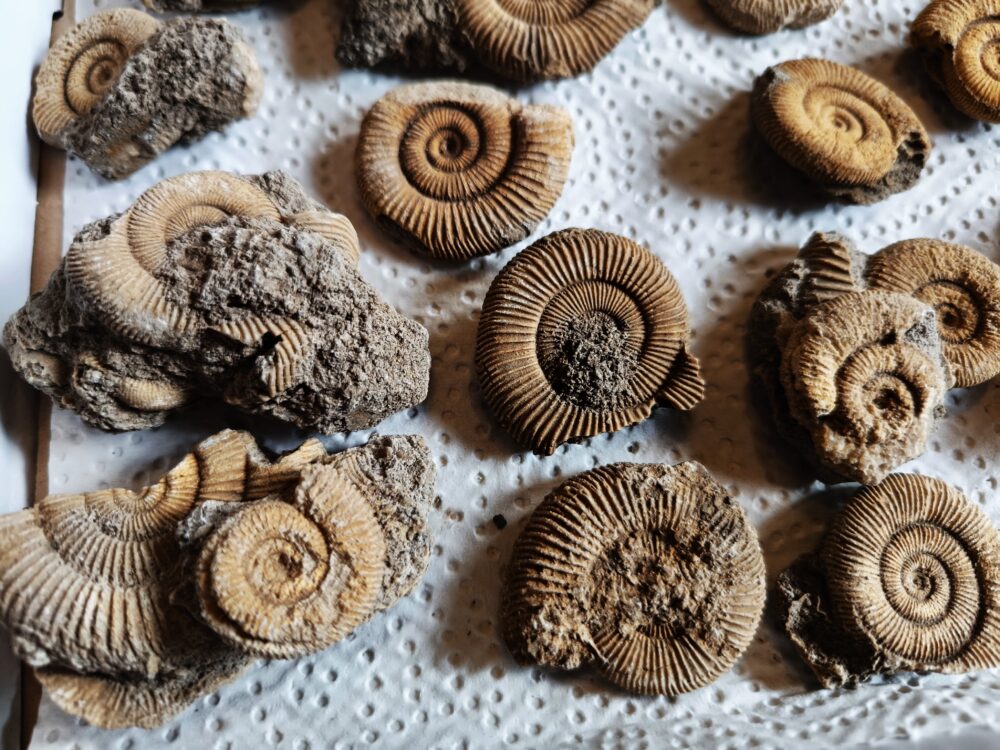 Kiste mit 25 Schlaifhausenammoniten der Gattung Dactylioceras