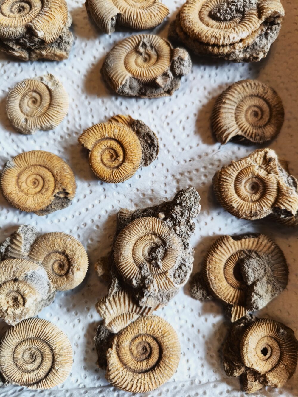 Kiste mit 25 Schlaifhausenammoniten der Gattung Dactylioceras