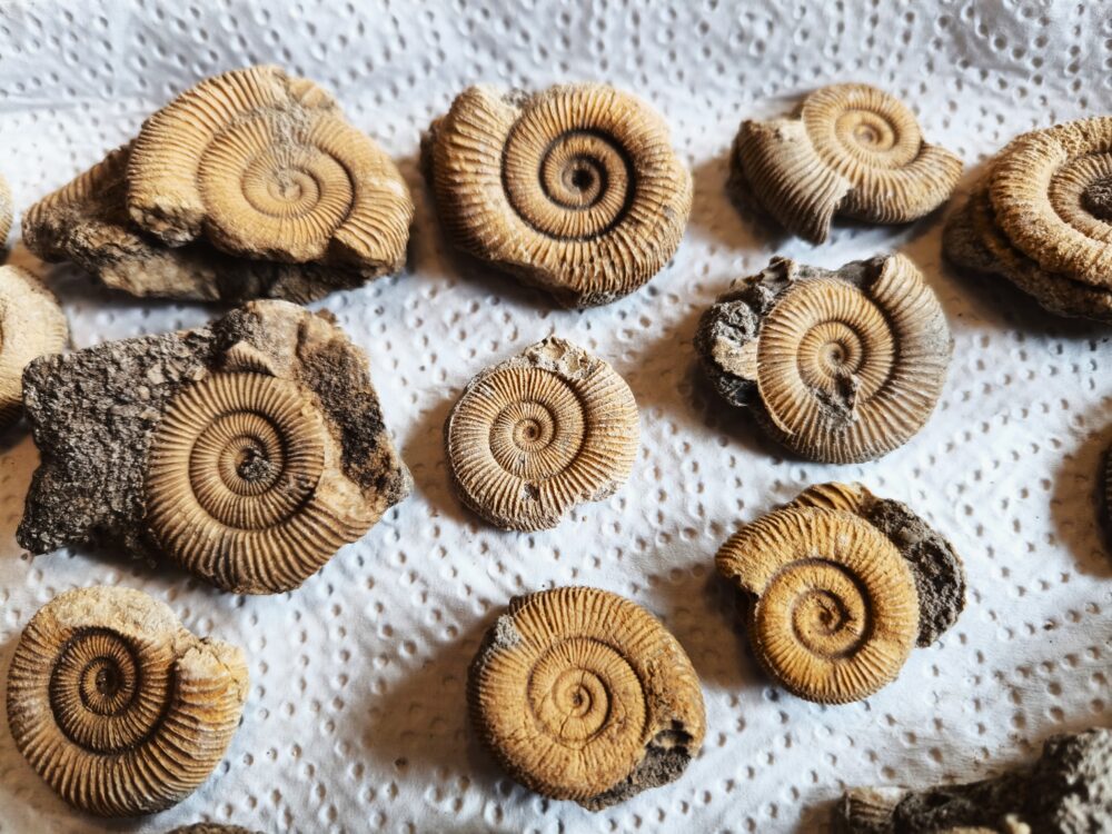 Kiste mit 25 Schlaifhausenammoniten der Gattung Dactylioceras