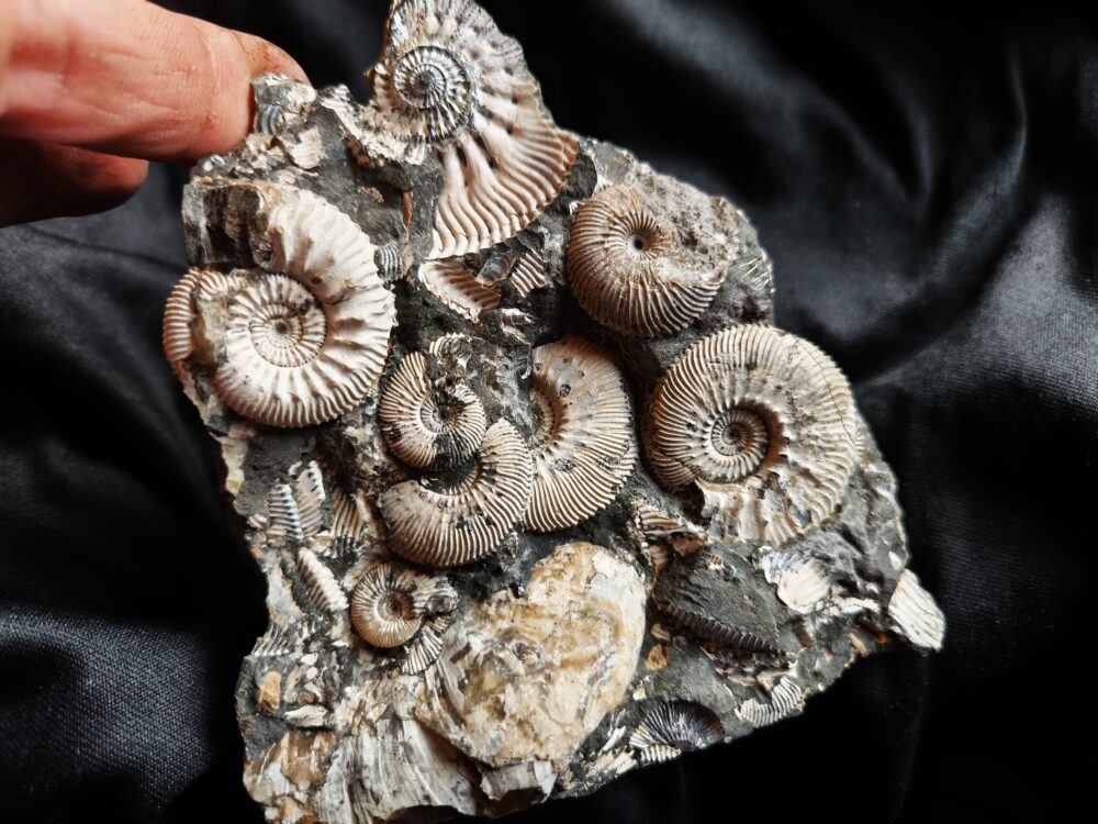 Topstück, Kosmoceras jason und anderes, Dogger, Ashton Keynes, England