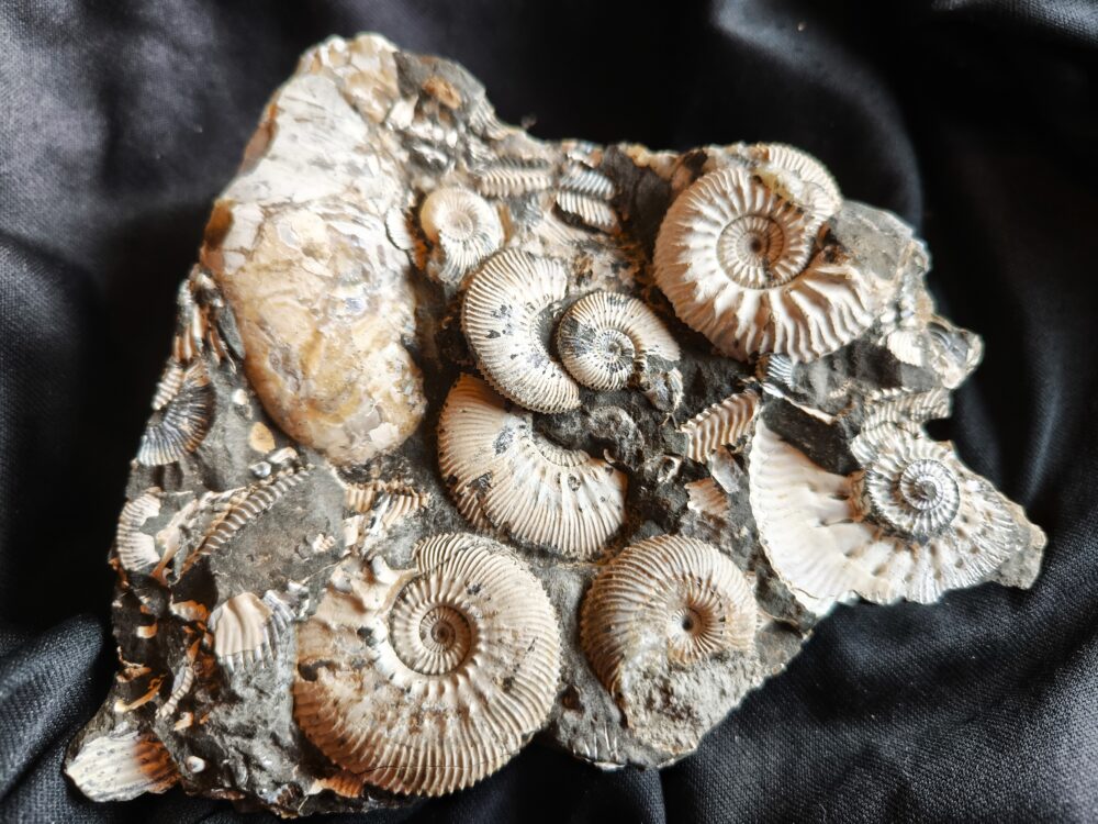 Topstück, Kosmoceras jason und anderes, Dogger, Ashton Keynes, England