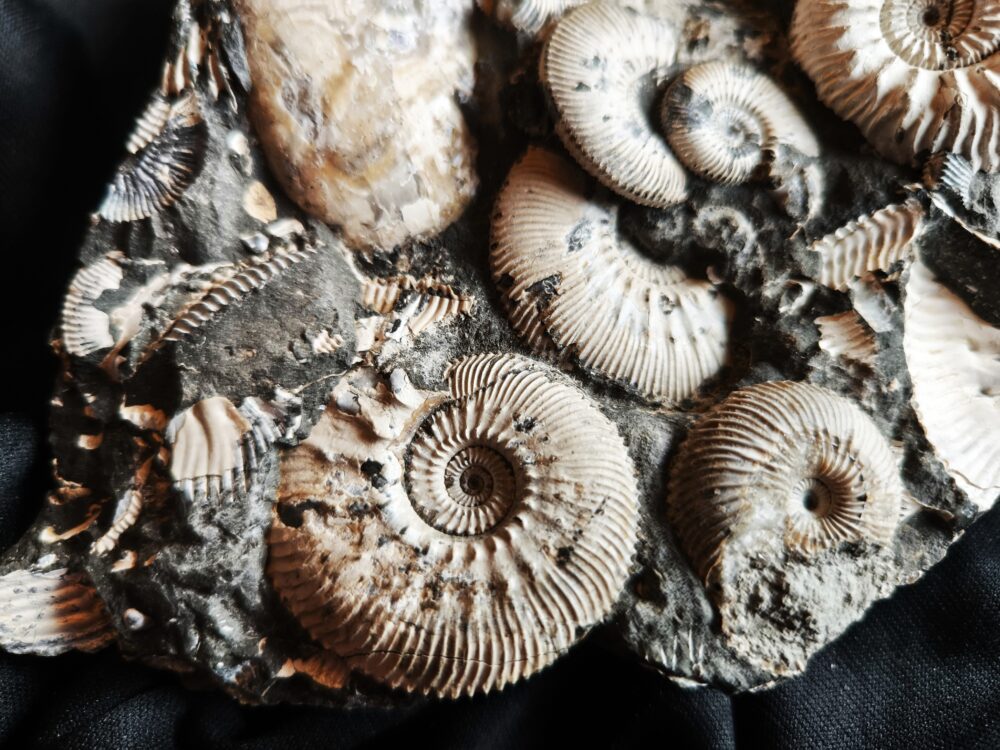 Topstück, Kosmoceras jason und anderes, Dogger, Ashton Keynes, England