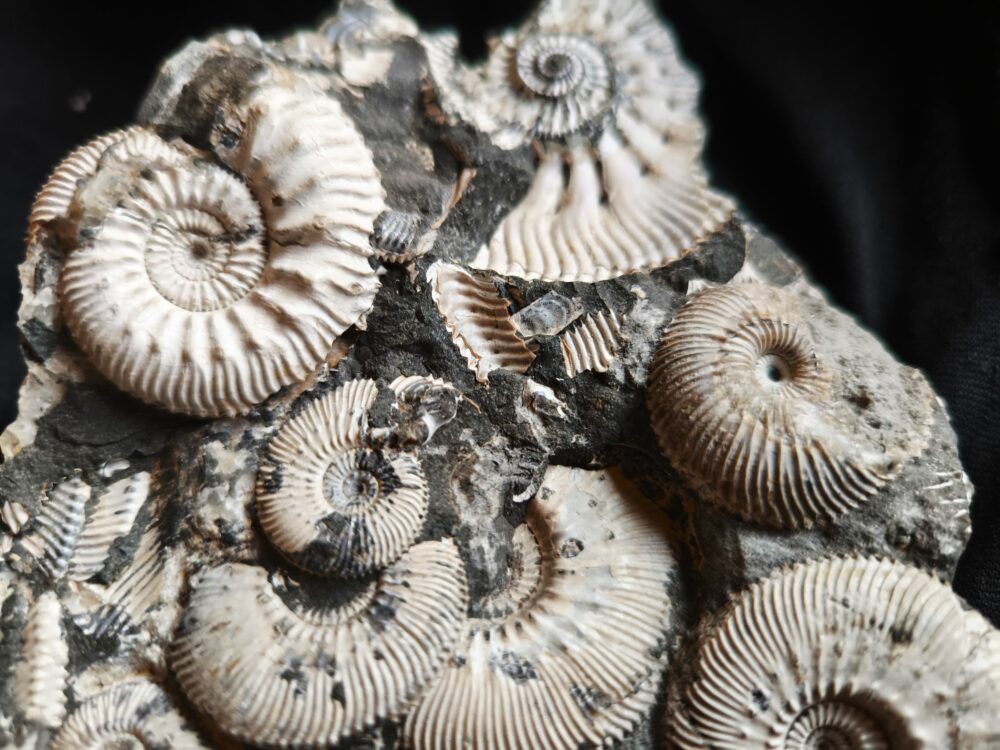 Topstück, Kosmoceras jason und anderes, Dogger, Ashton Keynes, England