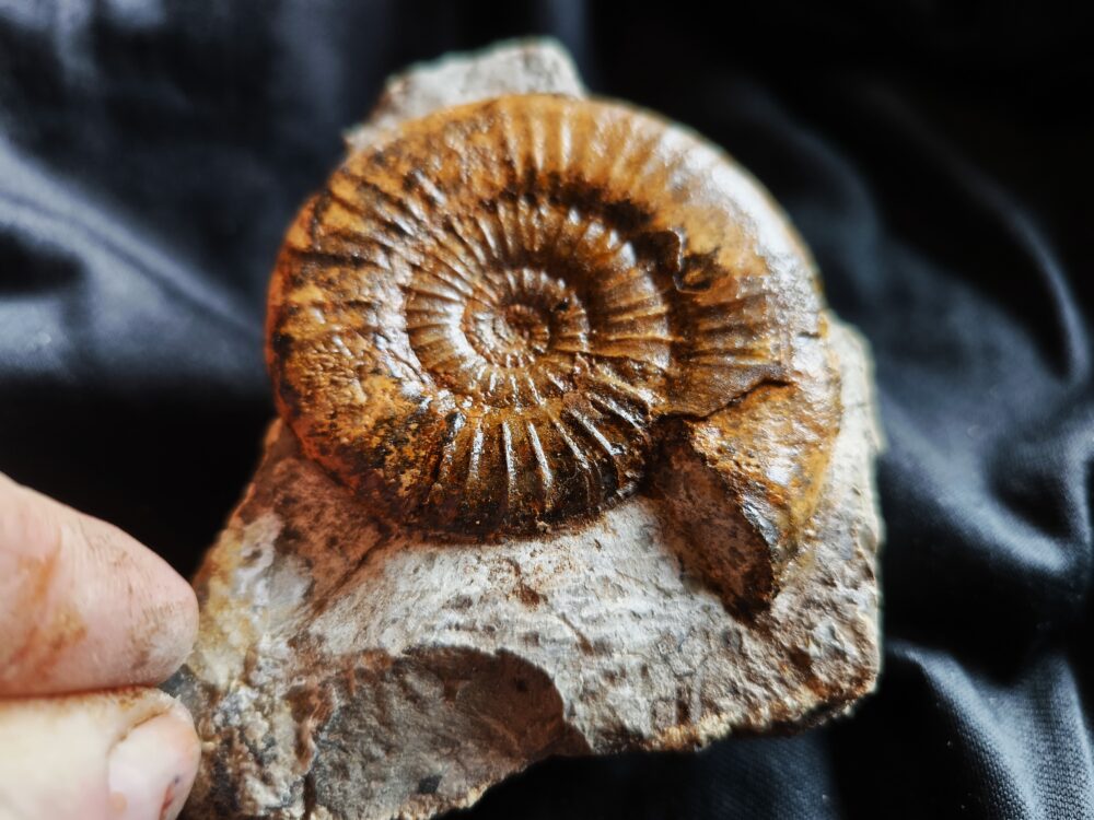 Dumortieria striatulocostatum, auf Matrix, Lias, Aalen Dewangen