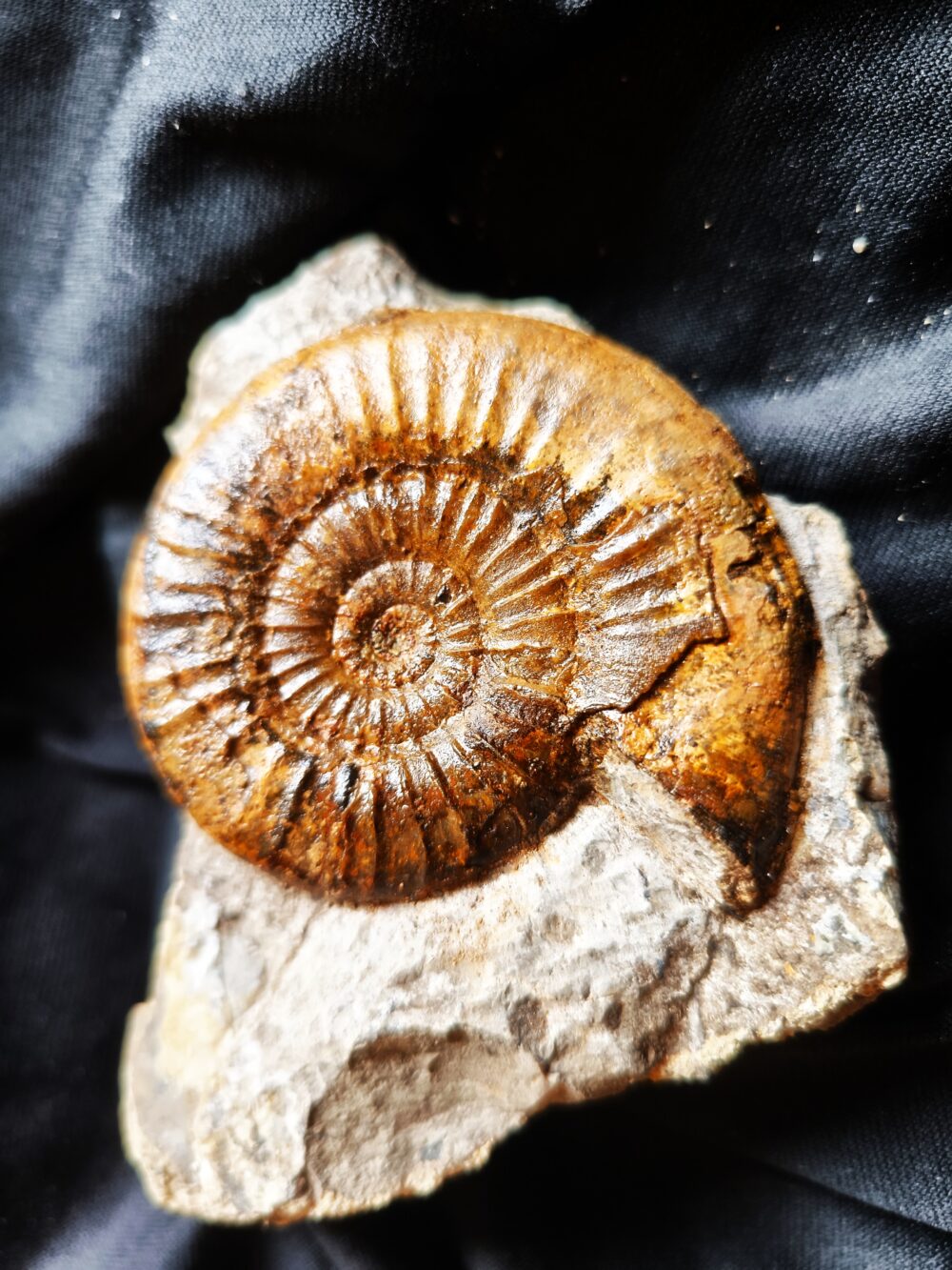 Dumortieria striatulocostatum, auf Matrix, Lias, Aalen Dewangen