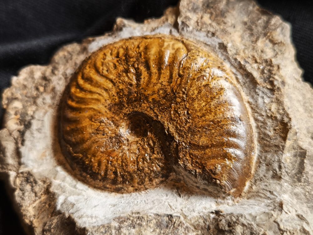 Pseudolioceras compactile, auf Matrix, Lias, Aalen Dewangen