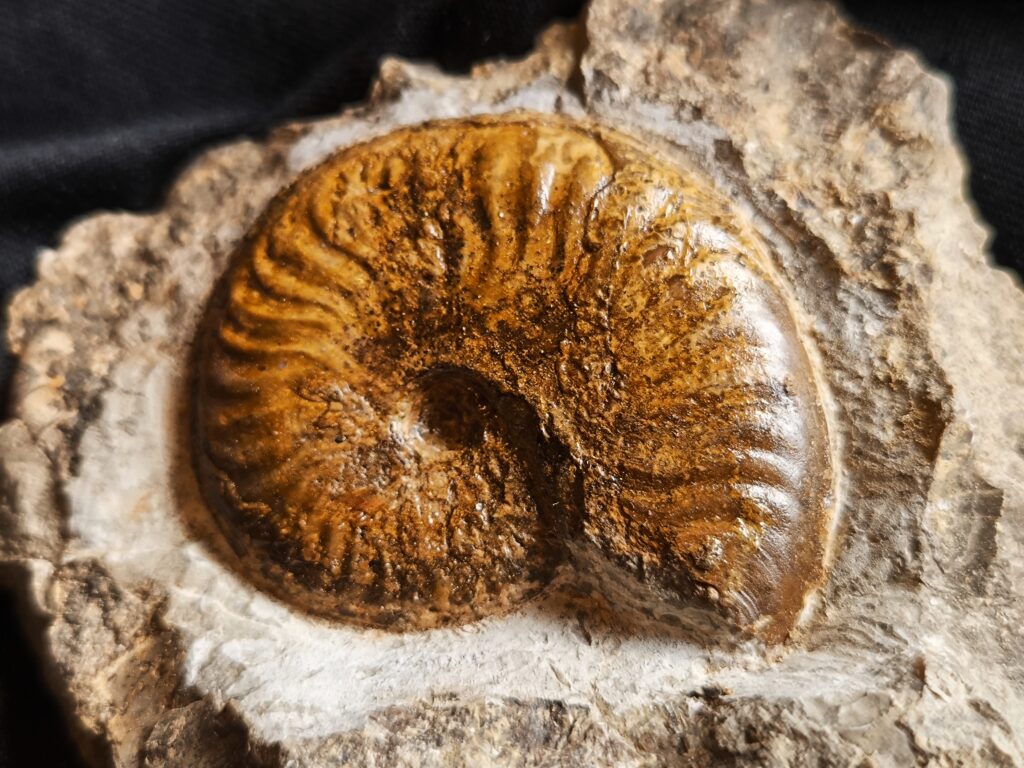 Pseudolioceras compactile, auf Matrix, Lias, Aalen Dewangen