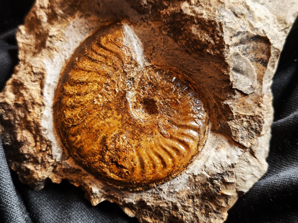 Pseudolioceras compactile, auf Matrix, Lias, Aalen Dewangen