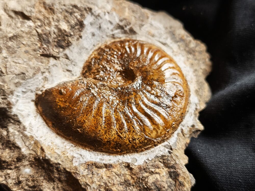 Pseudolioceras compactile, auf Matrix, Lias, Aalen Dewangen