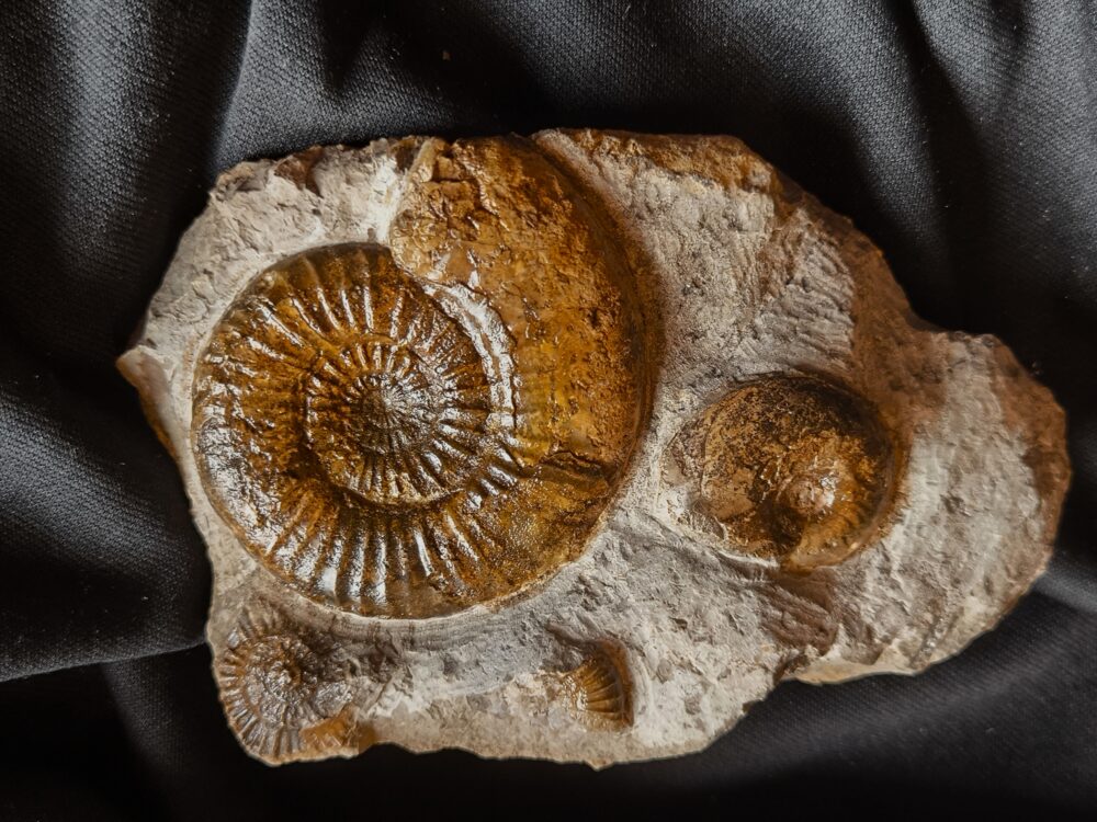 Dumortieria striatulocostatum und kleine Hudlestonia, auf Matrix, Lias, Aalen Dewangen  * reserviert *