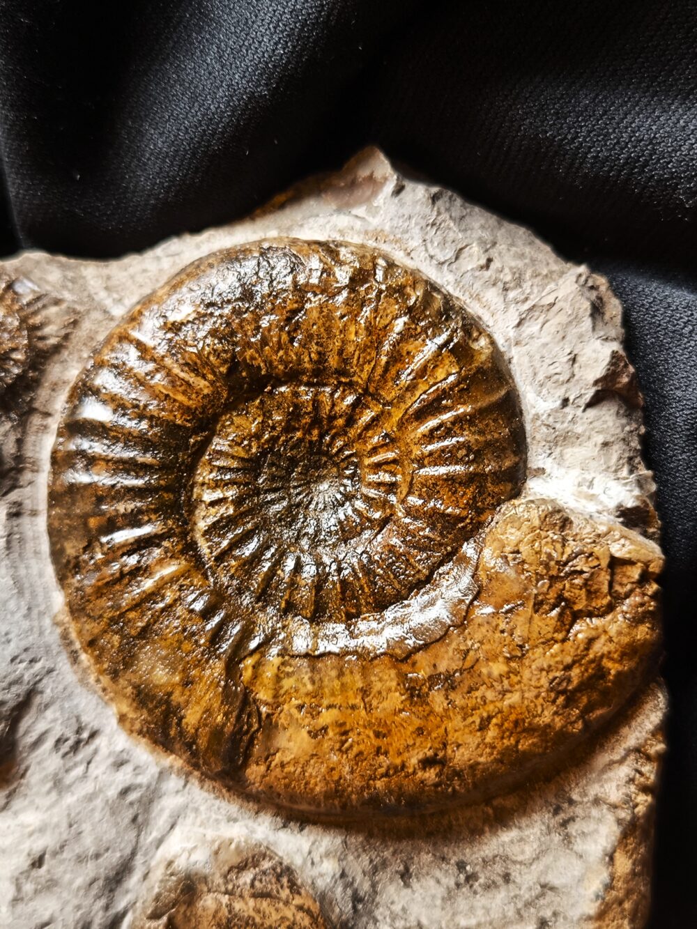 Dumortieria striatulocostatum und kleine Hudlestonia, auf Matrix, Lias, Aalen Dewangen  * reserviert *