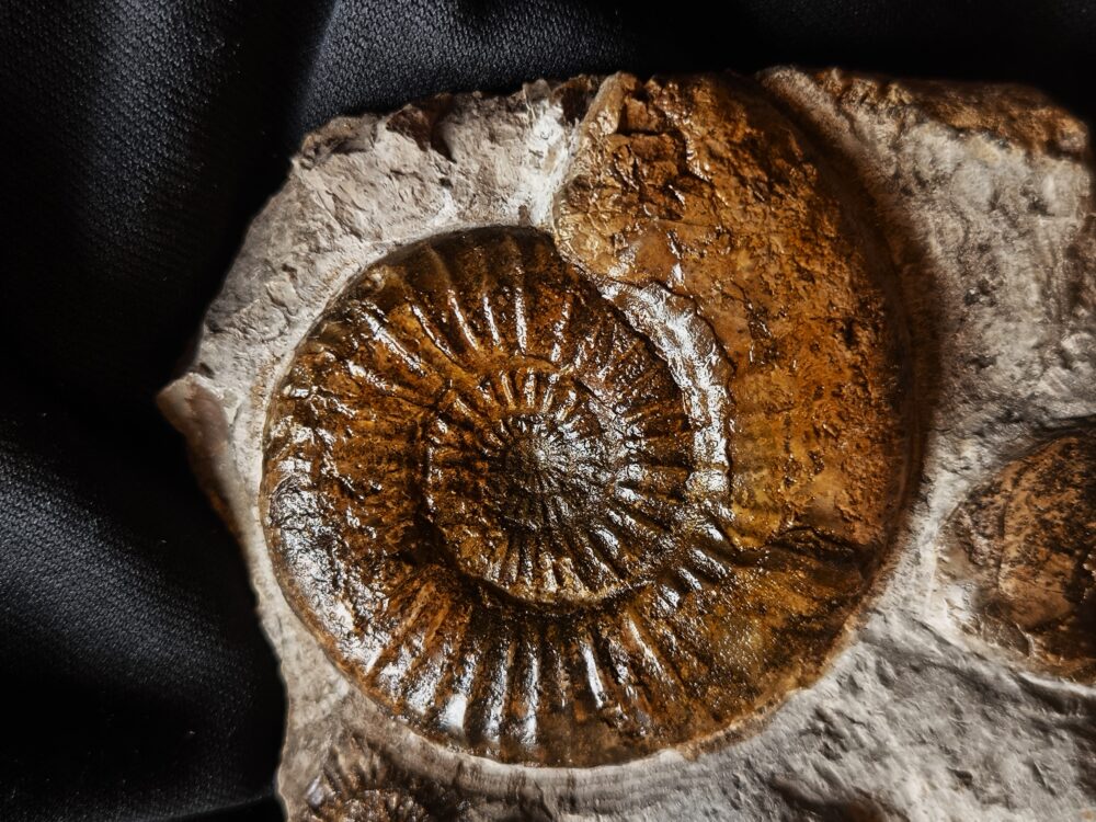 Dumortieria striatulocostatum und kleine Hudlestonia, auf Matrix, Lias, Aalen Dewangen  * reserviert *