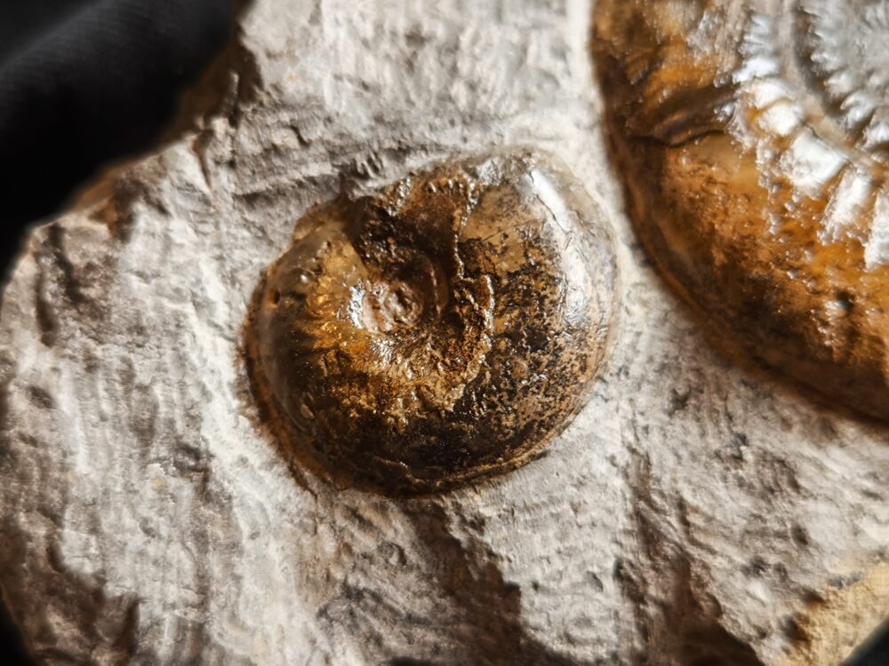 Dumortieria striatulocostatum und kleine Hudlestonia, auf Matrix, Lias, Aalen Dewangen  * reserviert *