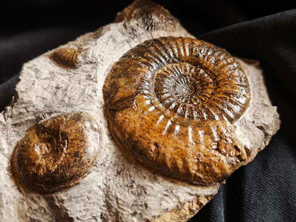 Dumortieria striatulocostatum und kleine Hudlestonia, auf Matrix, Lias, Aalen Dewangen  * reserviert *