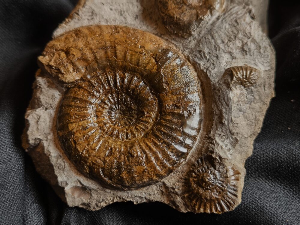 Dumortieria striatulocostatum und kleine Hudlestonia, auf Matrix, Lias, Aalen Dewangen  * reserviert *