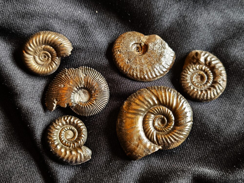 sechs größere Pyritammoniten, Dogger, Autobahnbau Aichelberg 1989