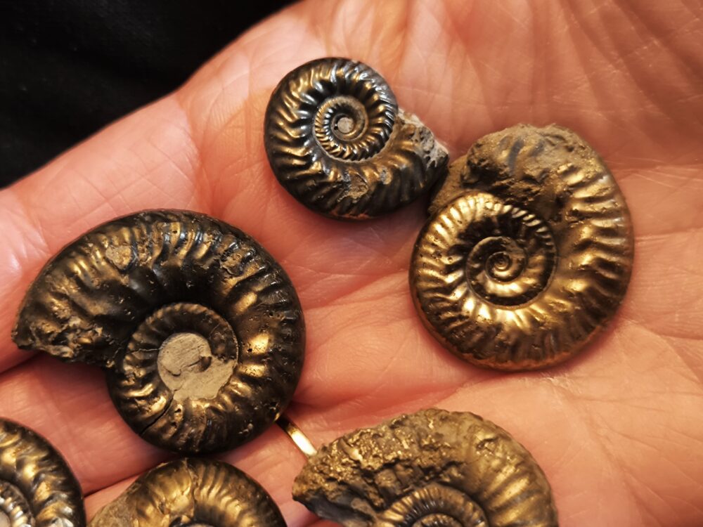 acht größere Pyritammoniten, Dogger, Autobahnbau Aichelberg 1989