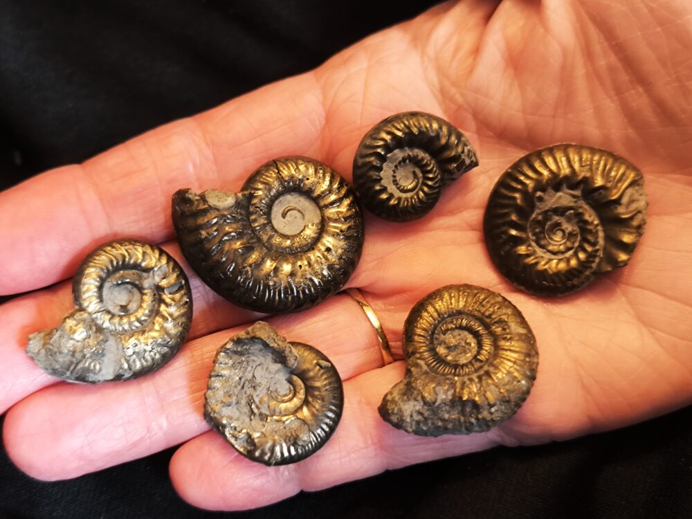 acht größere Pyritammoniten, Dogger, Autobahnbau Aichelberg 1989