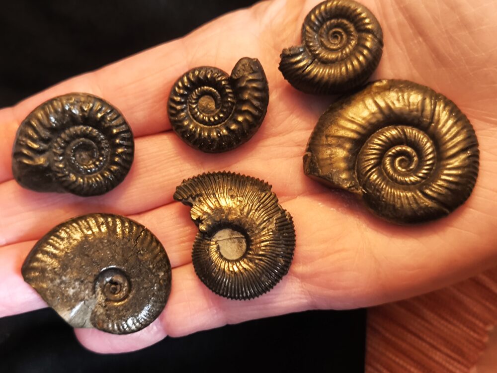 sechs größere Pyritammoniten, Dogger, Autobahnbau Aichelberg 1989