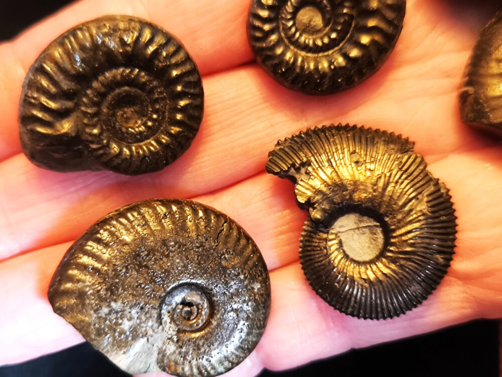 sechs größere Pyritammoniten, Dogger, Autobahnbau Aichelberg 1989