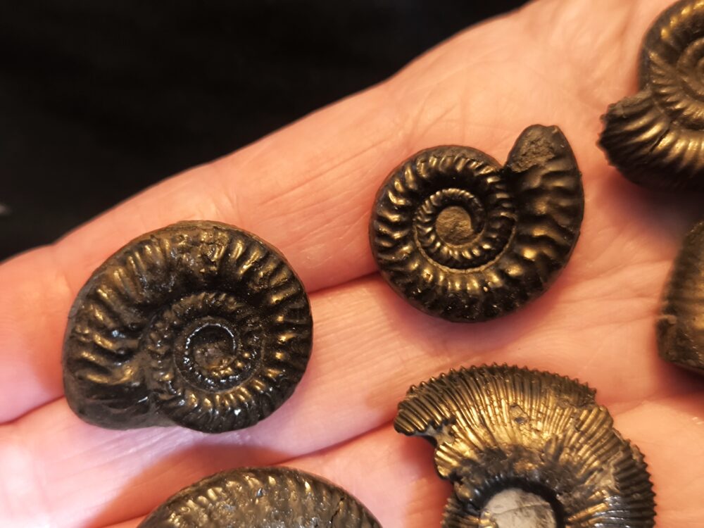 sechs größere Pyritammoniten, Dogger, Autobahnbau Aichelberg 1989