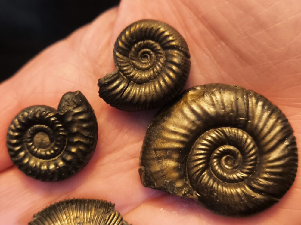 sechs größere Pyritammoniten, Dogger, Autobahnbau Aichelberg 1989