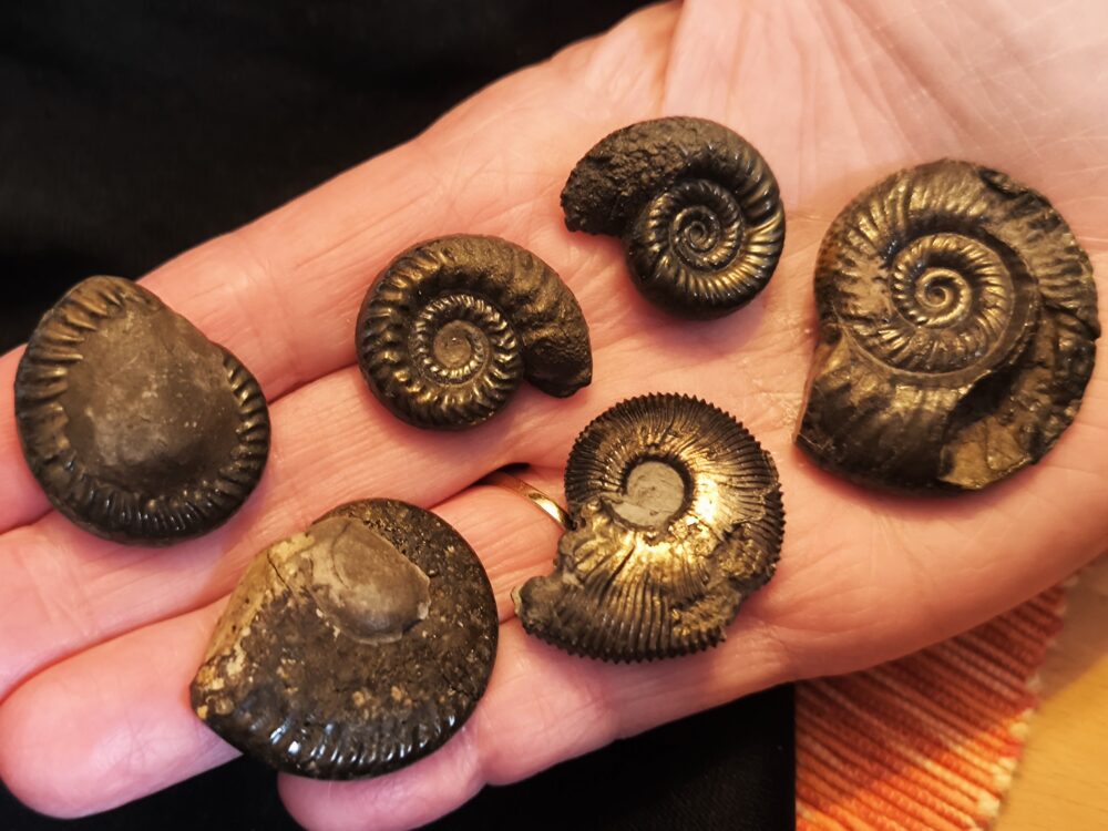 sechs größere Pyritammoniten, Dogger, Autobahnbau Aichelberg 1989