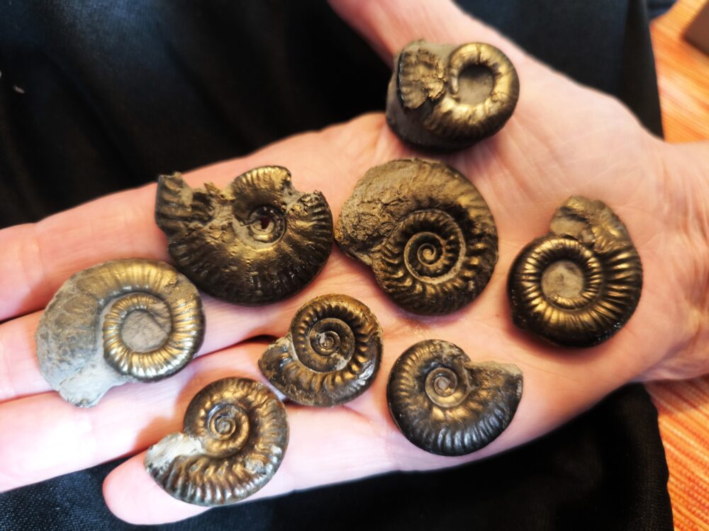 acht größere Pyritammoniten, Dogger, Autobahnbau Aichelberg 1989