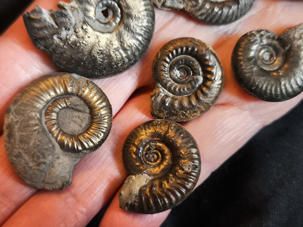 acht größere Pyritammoniten, Dogger, Autobahnbau Aichelberg 1989