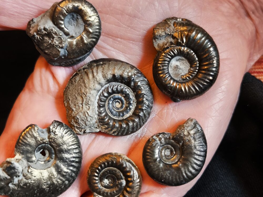 acht größere Pyritammoniten, Dogger, Autobahnbau Aichelberg 1989