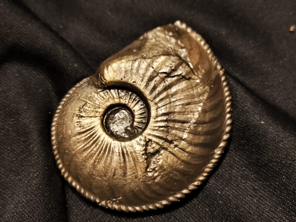 Amaltheus margaritatus, Lias, Zell unterm Aichelberg