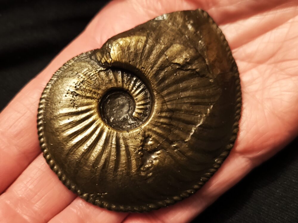 Amaltheus margaritatus, Lias, Zell unterm Aichelberg