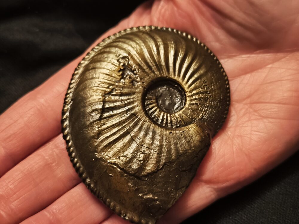 Amaltheus margaritatus, Lias, Zell unterm Aichelberg