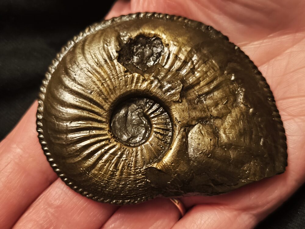 Amaltheus margaritatus, Lias, Zell unterm Aichelberg