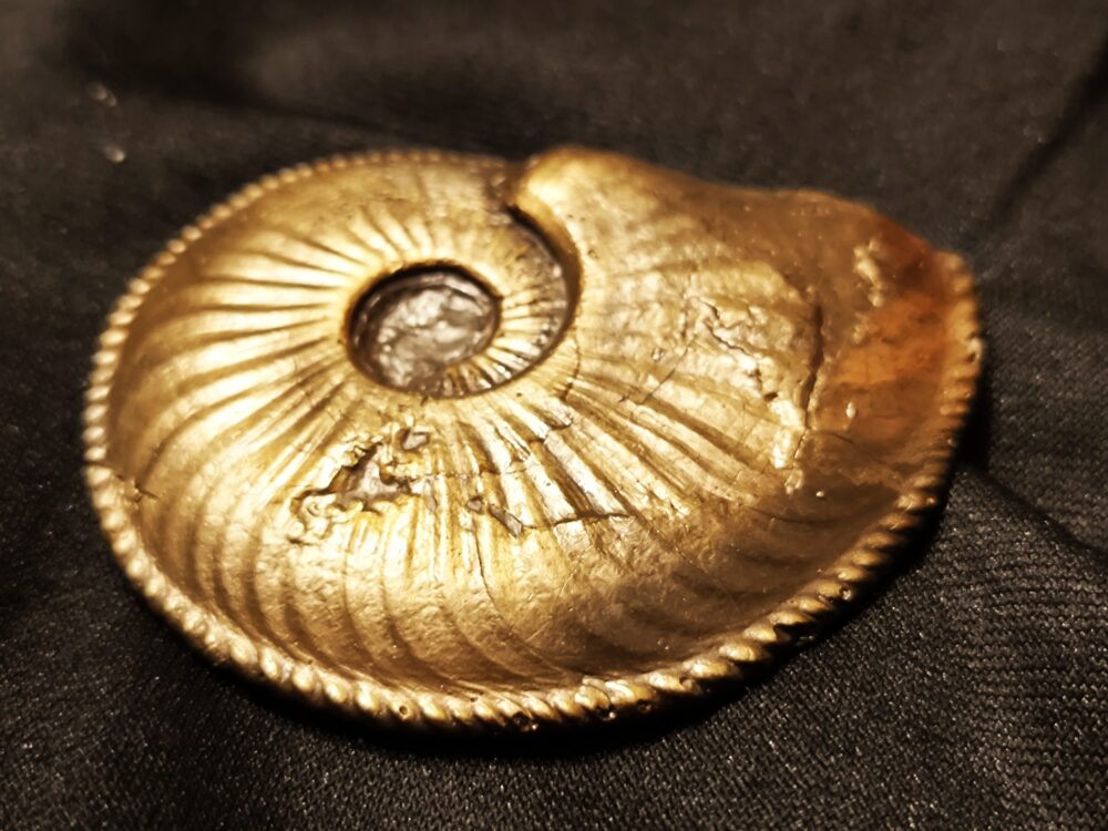 Amaltheus margaritatus, Lias, Zell unterm Aichelberg