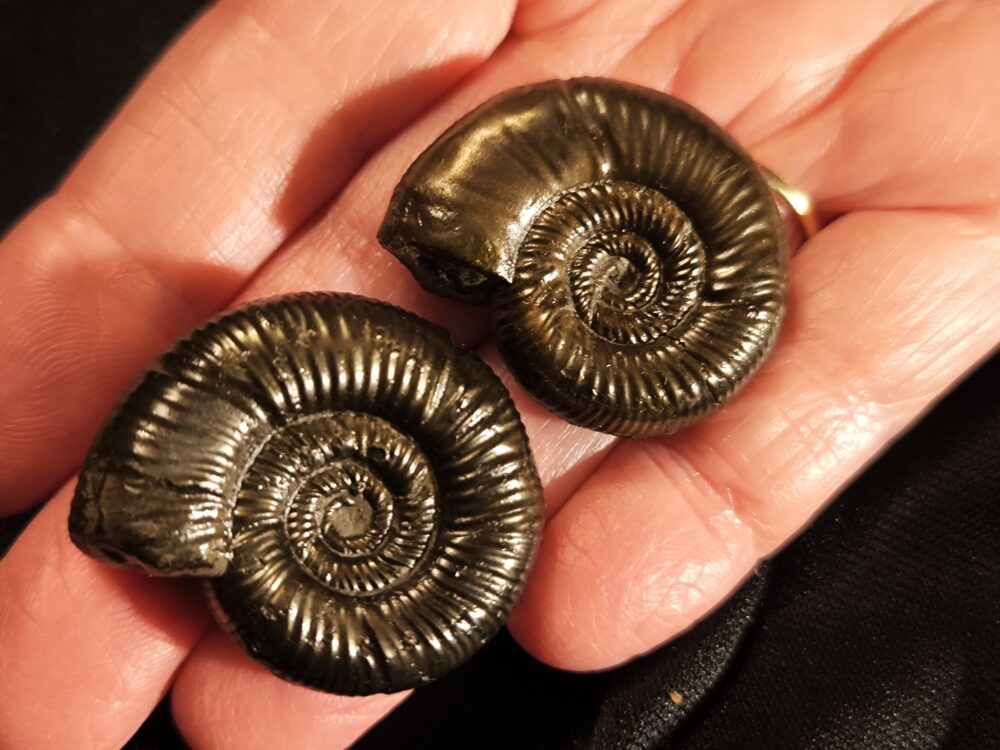 zwei Grossouvria sp, Dogger, Gruibingen, Autobahnbau