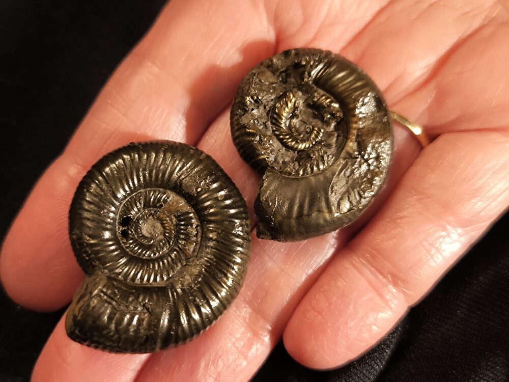 zwei Grossouvria sp, Dogger, Gruibingen, Autobahnbau